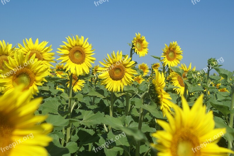 Sunflower Sunflower Field Flowers Summer Free Photos