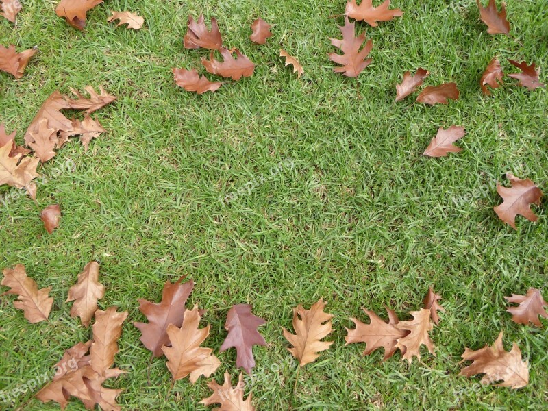 Leaves Fall Grass Autumn Border