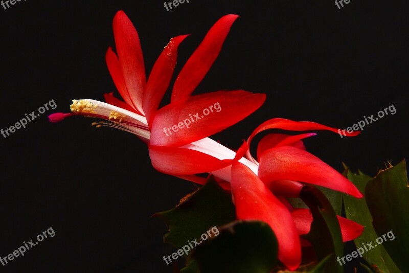 Weihnachtskaktus Autumn Cactus Schlumbergera Cactus Blossom