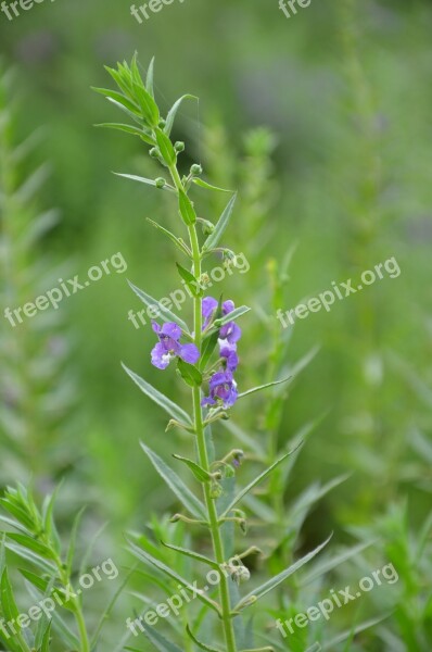 Sweet Birds Green Plants Purple Flowers Plant Herb