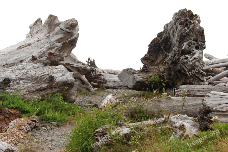 Tree Driftwood Root Sea Nature