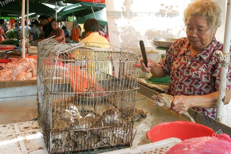 Frog Market Eating Local Cage