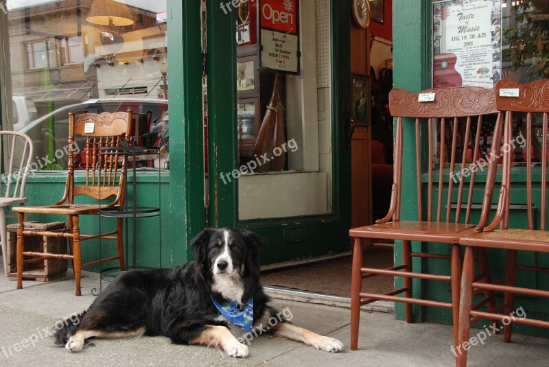 Dog Pet Shop Facade Brocante