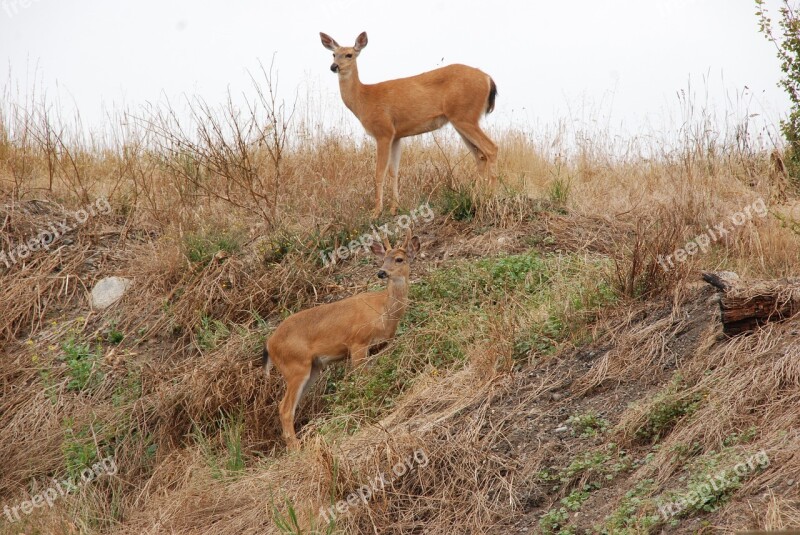 Deer Fauna Mammal Camouflage Hill