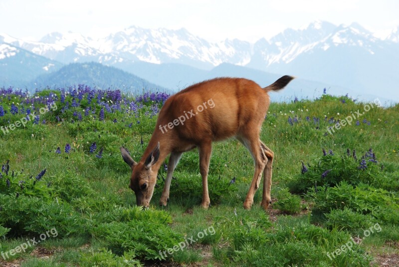 Deer Fauna Mammal Food Mountain