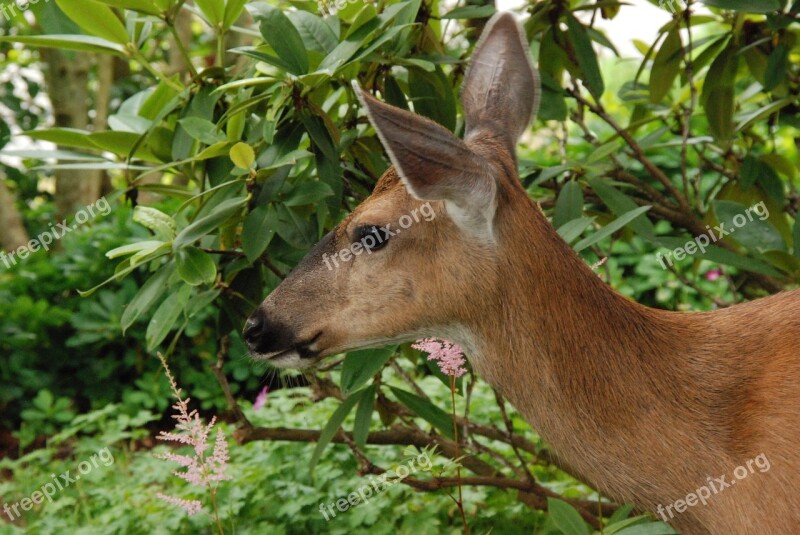 Deer Ree Mammal Fauna Garden