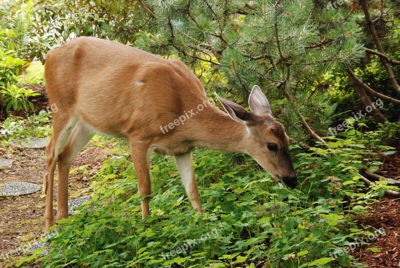 Deer Ree Mammal Fauna Garden