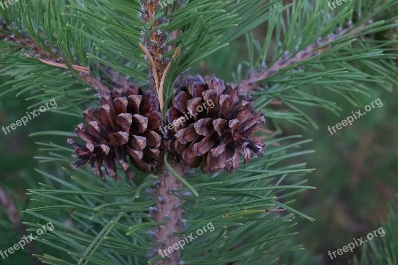 Needles Pine Coniferous Tree Green Tree