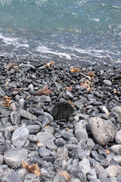 Sea Urchin Beach Sea Pebble Water