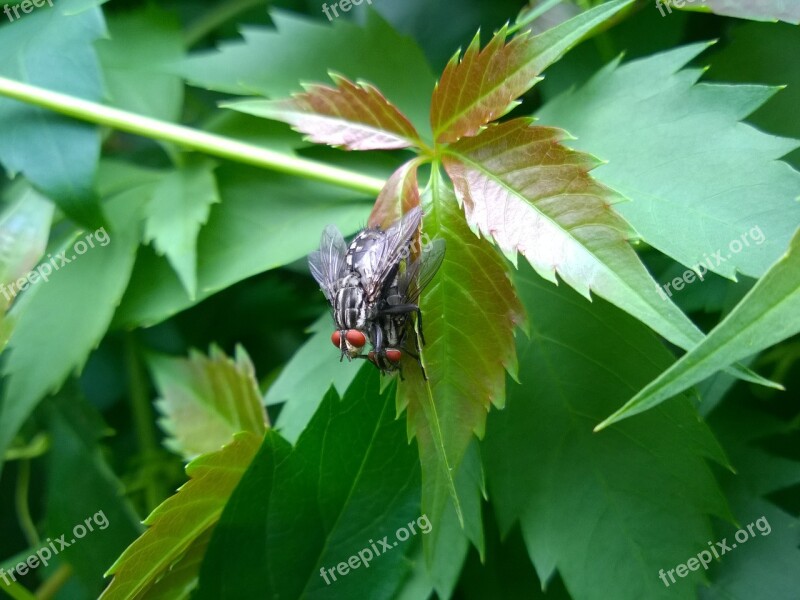 Insect Macro Fly Nature Closeup