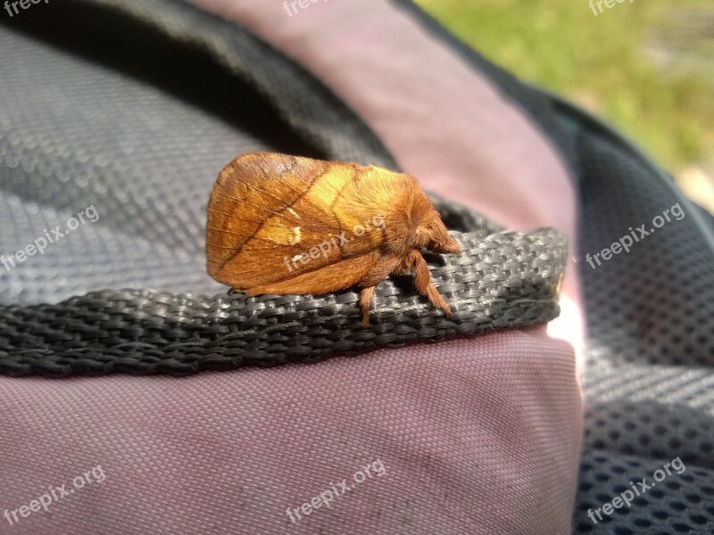 Moth Nature Insect Animal Macro