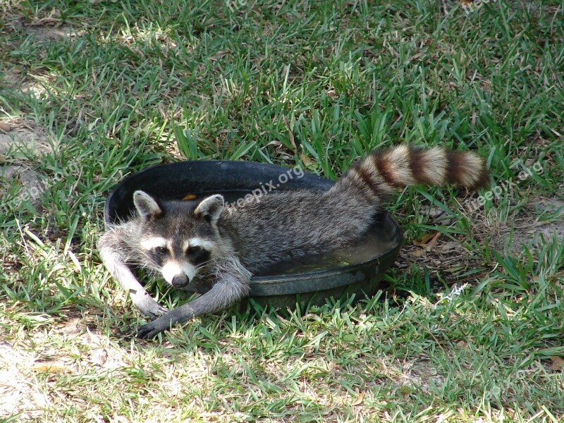 Raccoon Water Lazy Human-like Cute