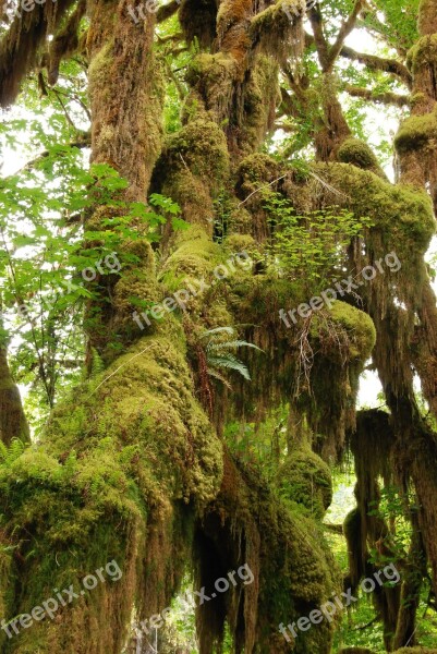 Rainforest Branch Tree Green Moss