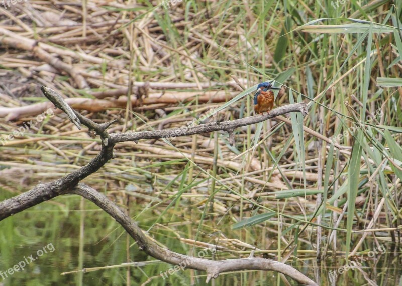 Kingfisher Bird Animal Plumage Nature