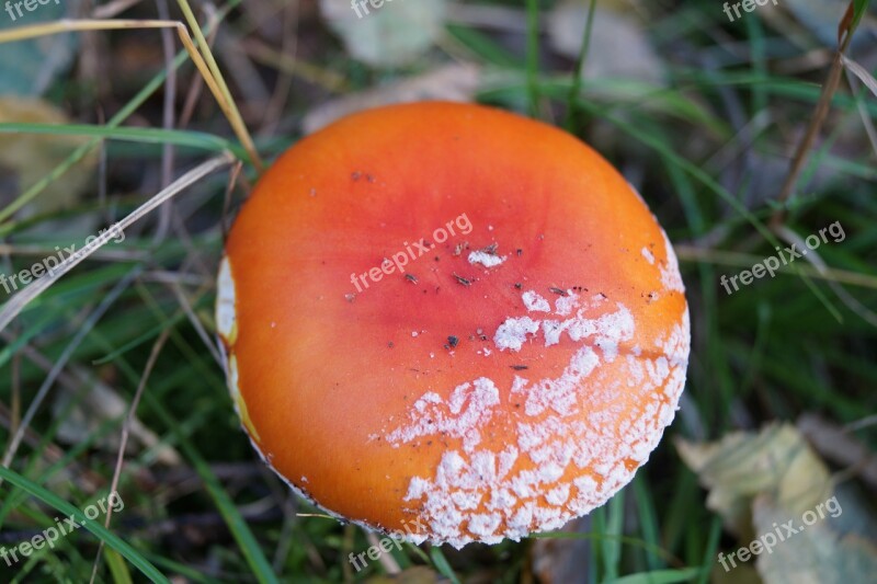 Fungus Toxic Macro Mushrooms Free Photos