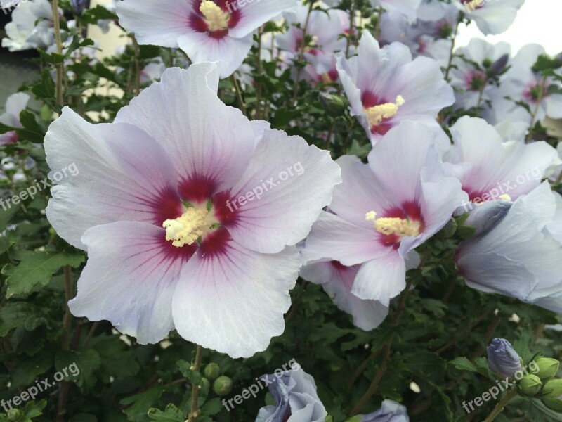 Althaea Rosea White Red Purple Green Yokosuka