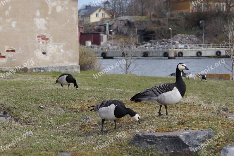 Geese Canadian Goose Goose Birds Sveaborg