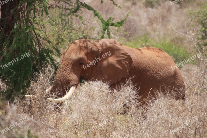 Elephant Boy Acacia Maverick Free Photos