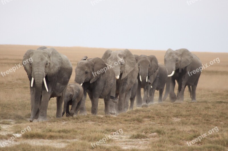 Herd Of Elephants Serengeti Cow Family Free Photos