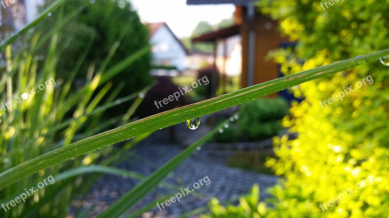 Garden Plant Ornamental Grasses Free Photos