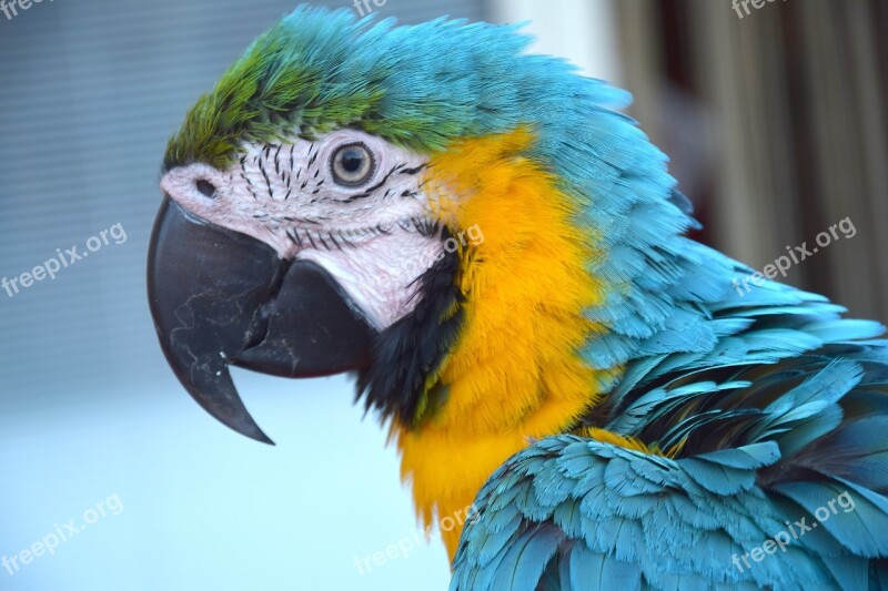 Parrot Colorful Parrot Bird Volatile Colorful Feathers