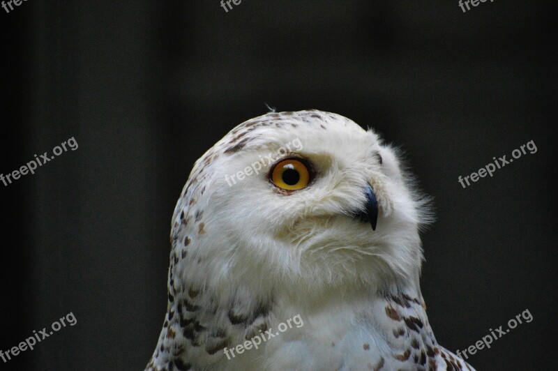 Snowy Owl Bubo Scandiacus Bird Feather Eagle Owl Animals