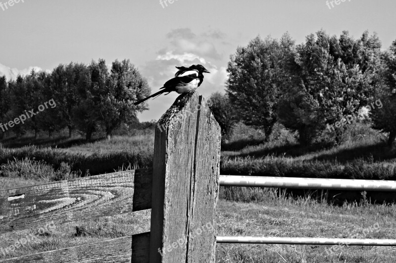 Magpie Bird Animal Corvidae Eurasian Magpie