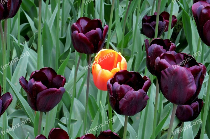 Flowers Flower Tulips Purple Flowers Spring