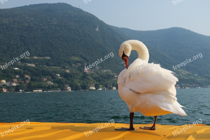 Swan Free Float Lake Iseo Lake Christo