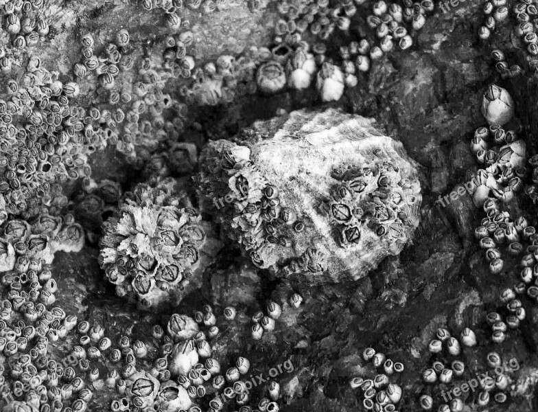 Barnacle Black And White Shore Ocean Black