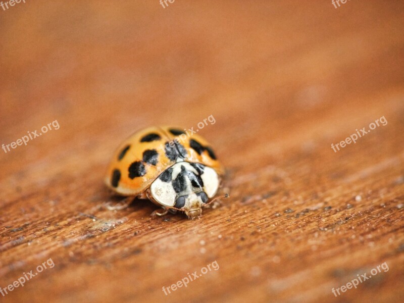 Ladybird Ladybug Macro Beetle Insect