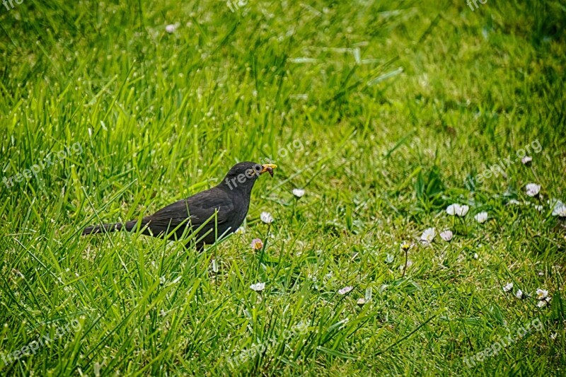 Merle Bird Nature Animals Wild