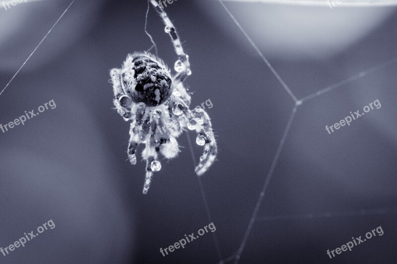 Garden Spider Araneus Diadematus Spider Cobweb Spider Macro