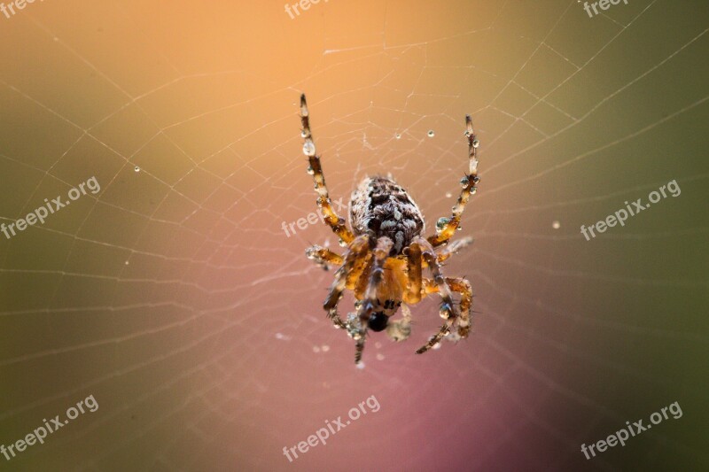 Garden Spider Araneus Diadematus Spider Cobweb Spider Macro