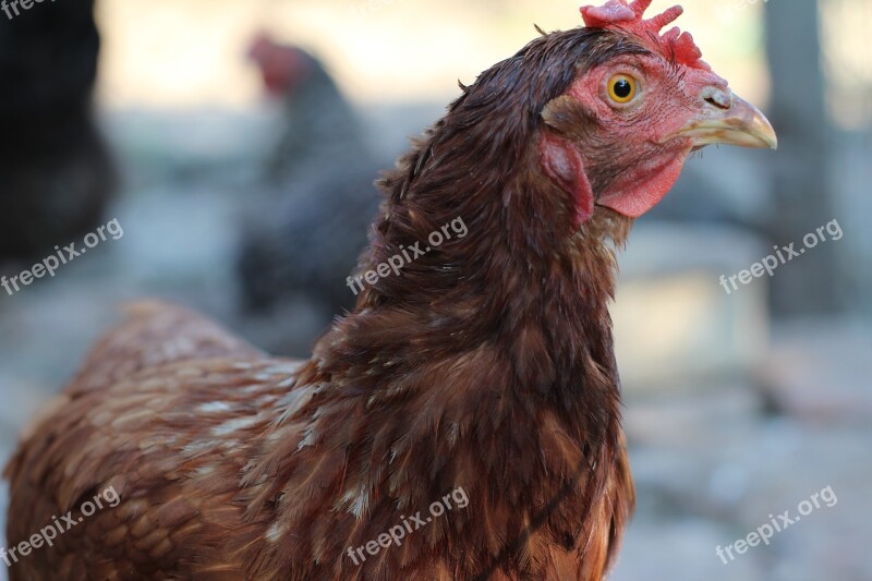 Hen Bird Chicken Farm Village