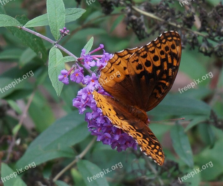 Great Spangled Fritillary Fritillary Butterfly Orange Insect