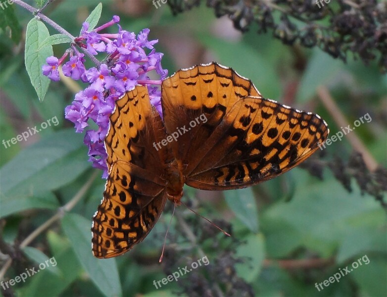 Great Spangled Fritillary Fritillary Butterfly Orange Insect