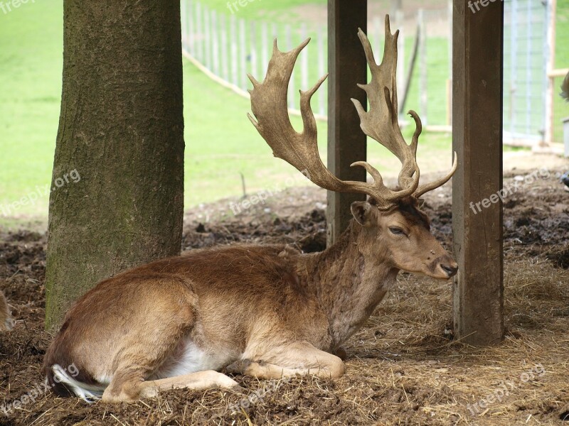 Hirsch Antler Wild Forest Nature