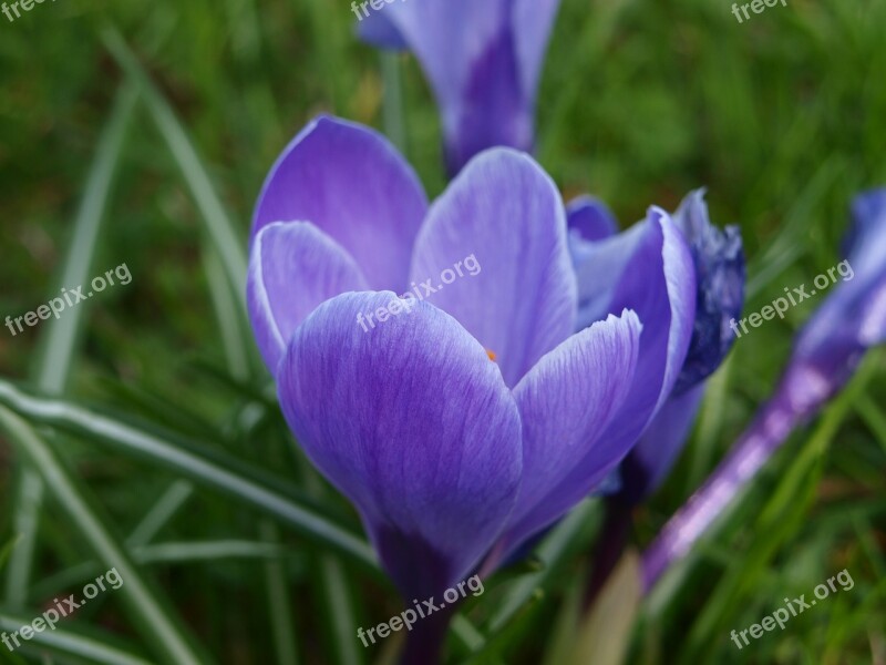 Crocus Blue Flower Blossom Bloom