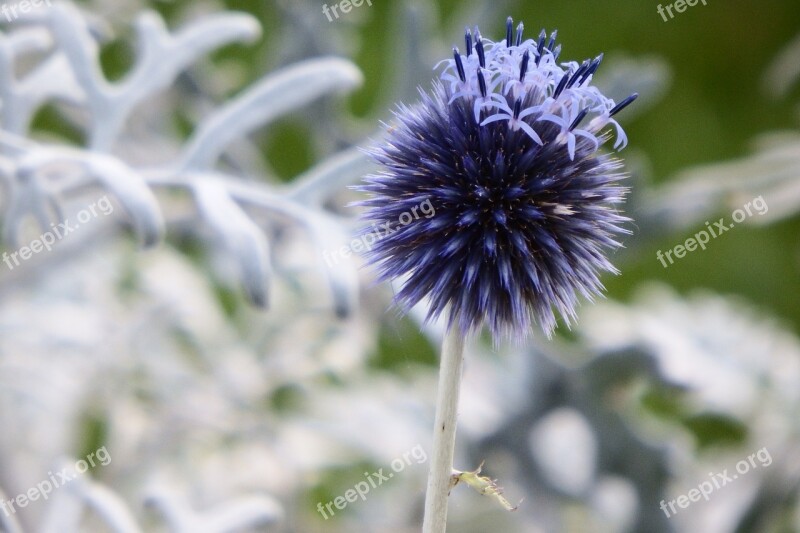 Plant Ornamental Thistle Dry Wild Flower Thistle