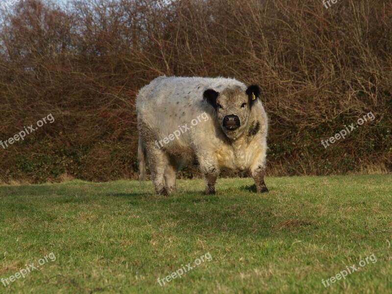 Beef Galloway Willow Meat Supplier Cattle Agriculture