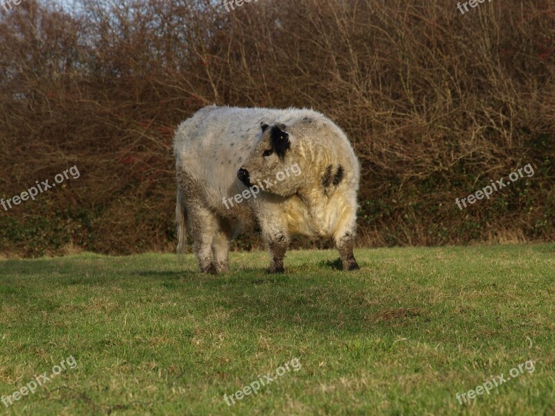 Beef Galloway Willow Meat Supplier Cattle Agriculture