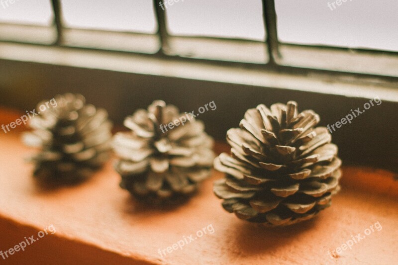 Pine Cone Light Shadow Window Boxes The Wall