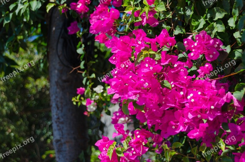 Triple Flower Bougainvillea Botanical Garden Funchal