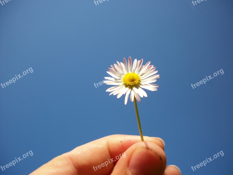 Hand Flower F Flowers In The Hand