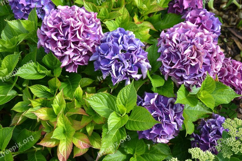 Hydrangea Purple Green Autumn Flowers