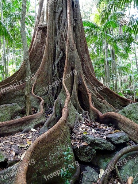 Buttress Trunk Fig Tree Tropical