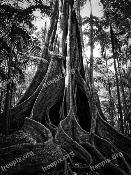 Buttress Trunk Fig Tree Tropical