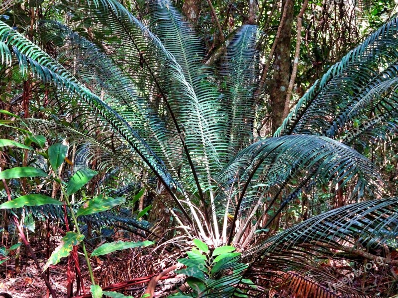 Plant Tropical Exotic Cycas Botany