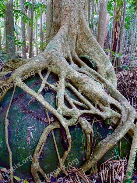 Strangler Fig Rook Trunk Roots Tree